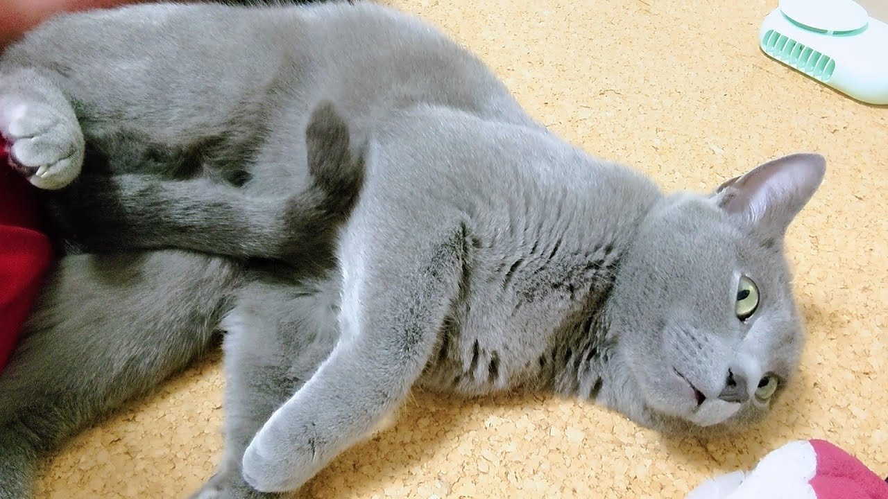 【猫動画】嫁に尻を押し付けてくつろぐロシアンブルー【russianbule】Russian blue pushing ass