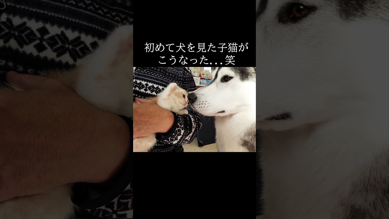 初めて犬を見た子猫がこうなりました...笑 #shorts