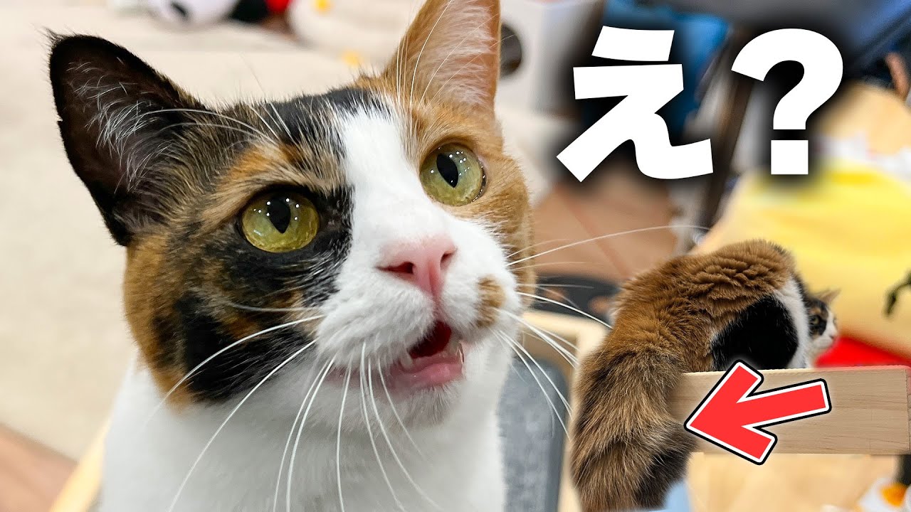 猫の短くてピコピコしていたはずの尻尾にまさかの変化が起きていました…
