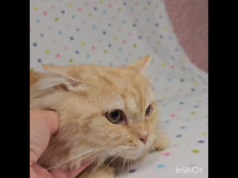 スコティッシュフォールド 美しいレッドタビー（長毛）の男の子♡