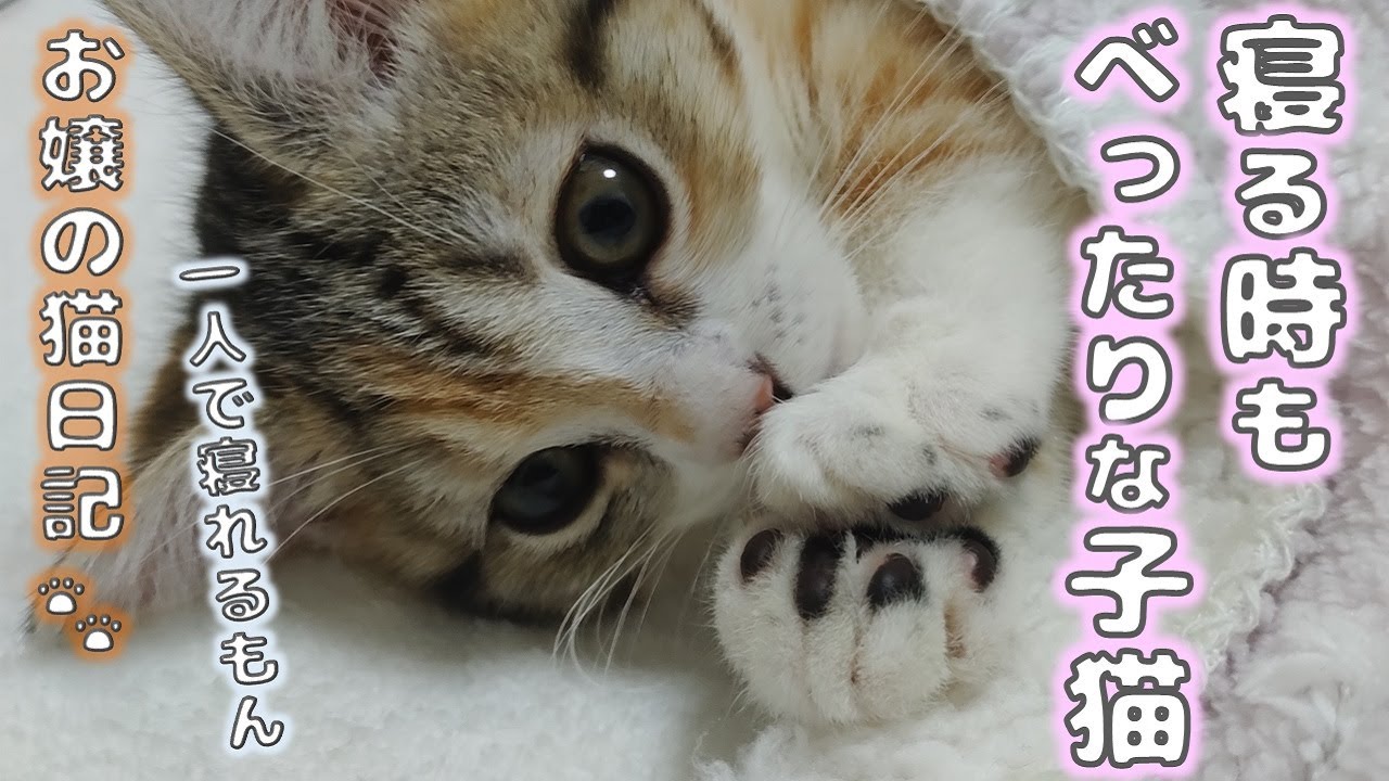 寝る時もべったりな子猫【お嬢の猫日記 / OJO- CAT DAILY】