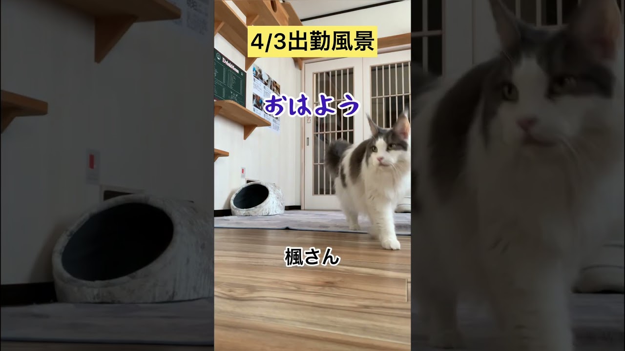 出勤風景【メインクーン】 #メインクーン #cat #猫カフェ #cute #かわいい猫