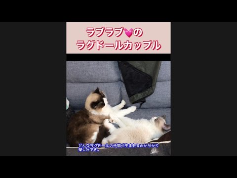 No.0488【ニャンコとの幸せな時間Part82】ラブラブ💓ラグドールカップル