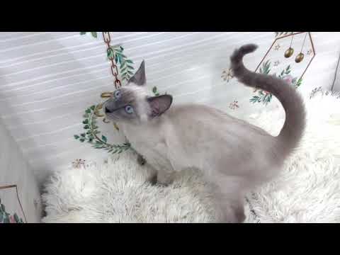 Coo&RIKU　No625651　トンキニーズ