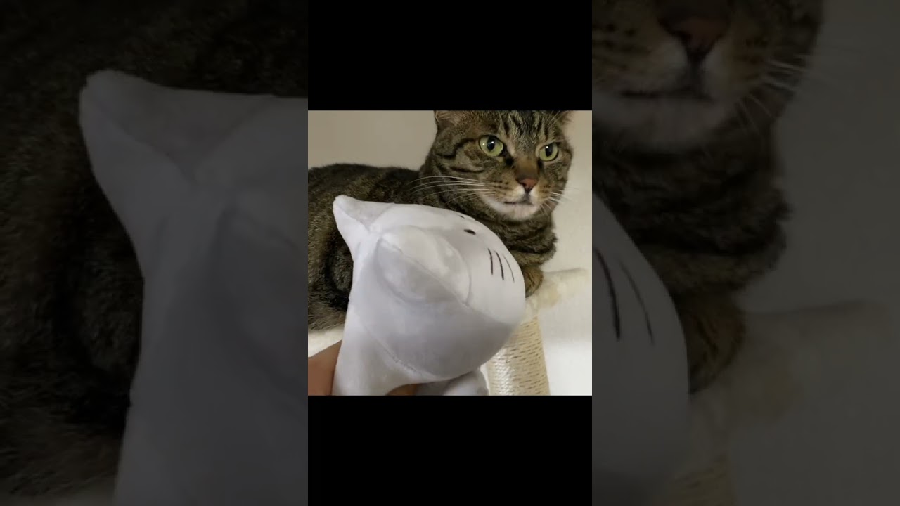 日々のイライラをぬいぐるみにぶつける凶暴猫...