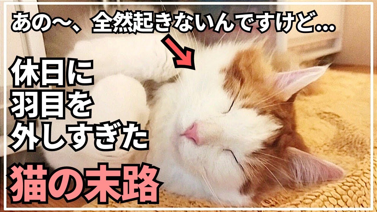 うちの猫がハイテンションで羽目を外し過ぎた結果...【メインクーン】