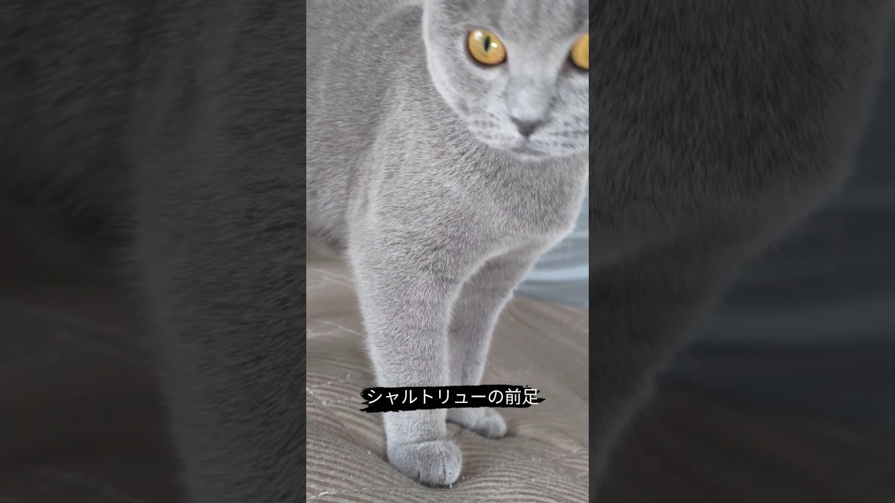 色んな角度で見る猫のシャルトリュー