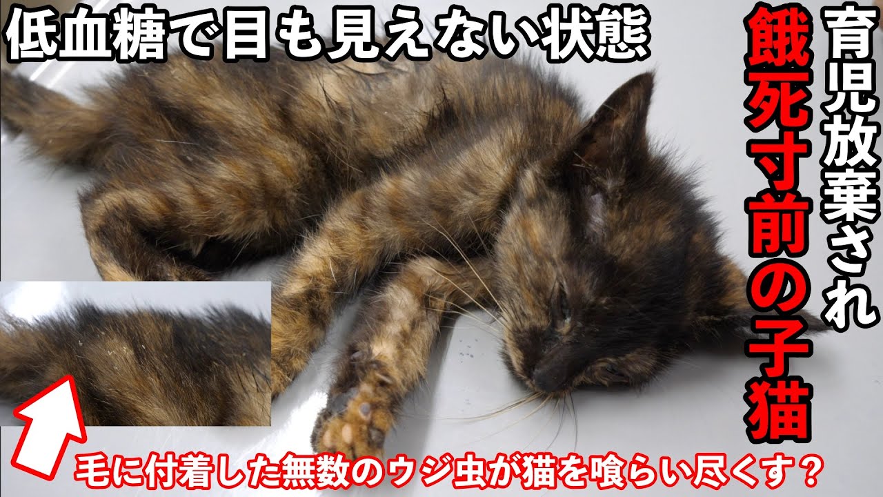 【アニマルレスキュー】餓死寸前の子猫が蝿に無数の卵を植え付けられ救出！
