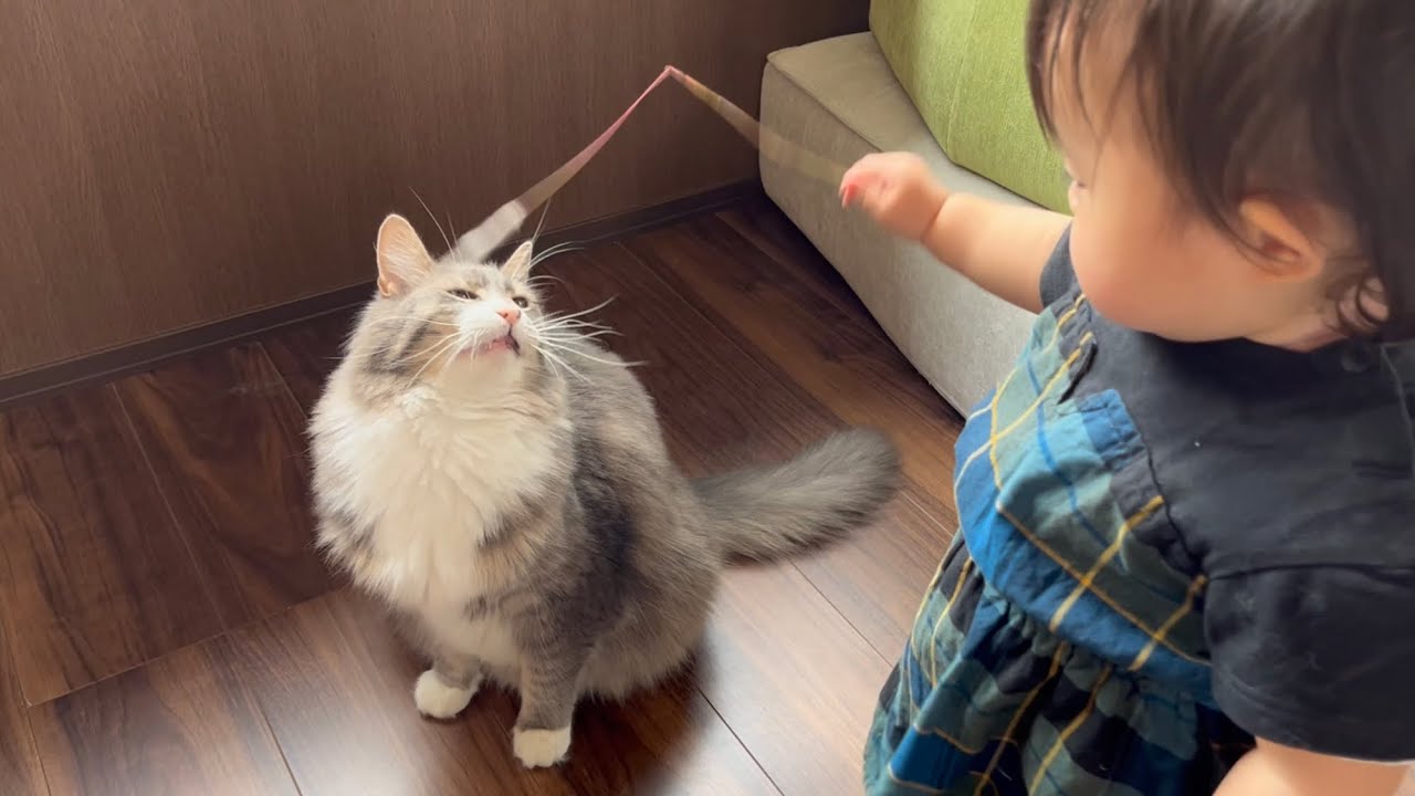 赤ちゃんからの遊びの誘いに仕方なく相手する猫　ノルウェージャン　A cat reluctantly responds to an invitation to play from a baby