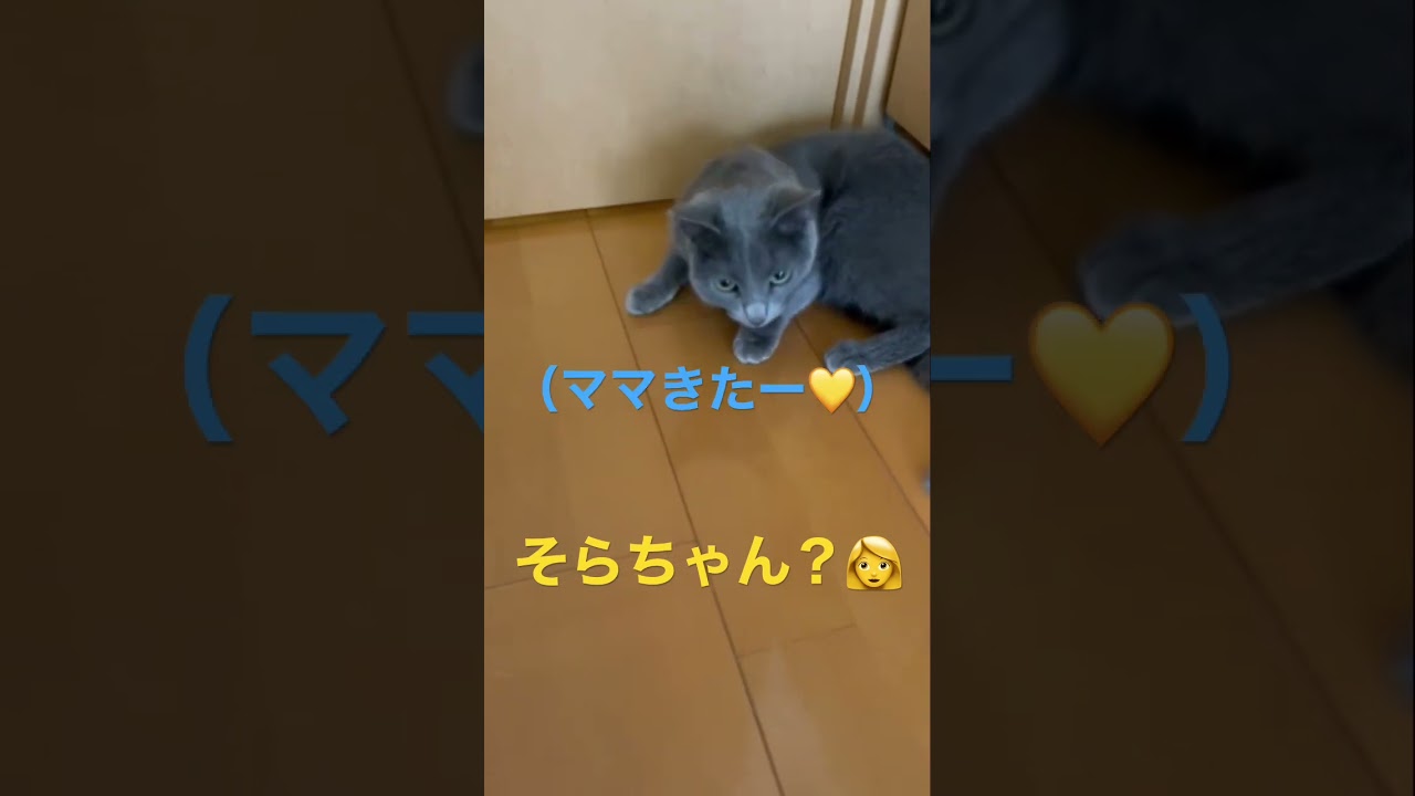 大好きなママをじっと待つ愛しい猫（ロシアンブルー）#shorts