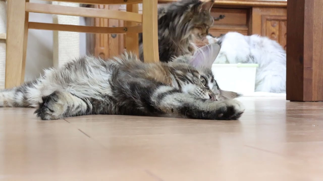 元気なメインクーン子猫イドウナちゃん