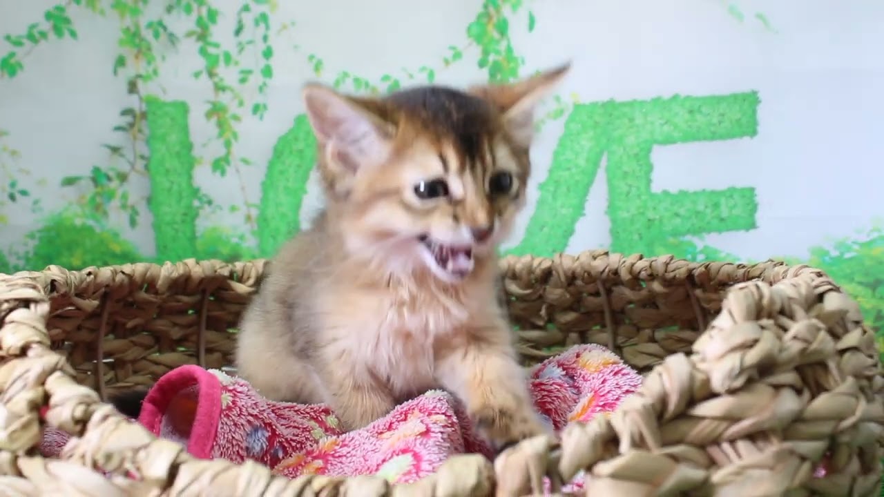 ペットショップcoo&riku No.626826 ソマリ