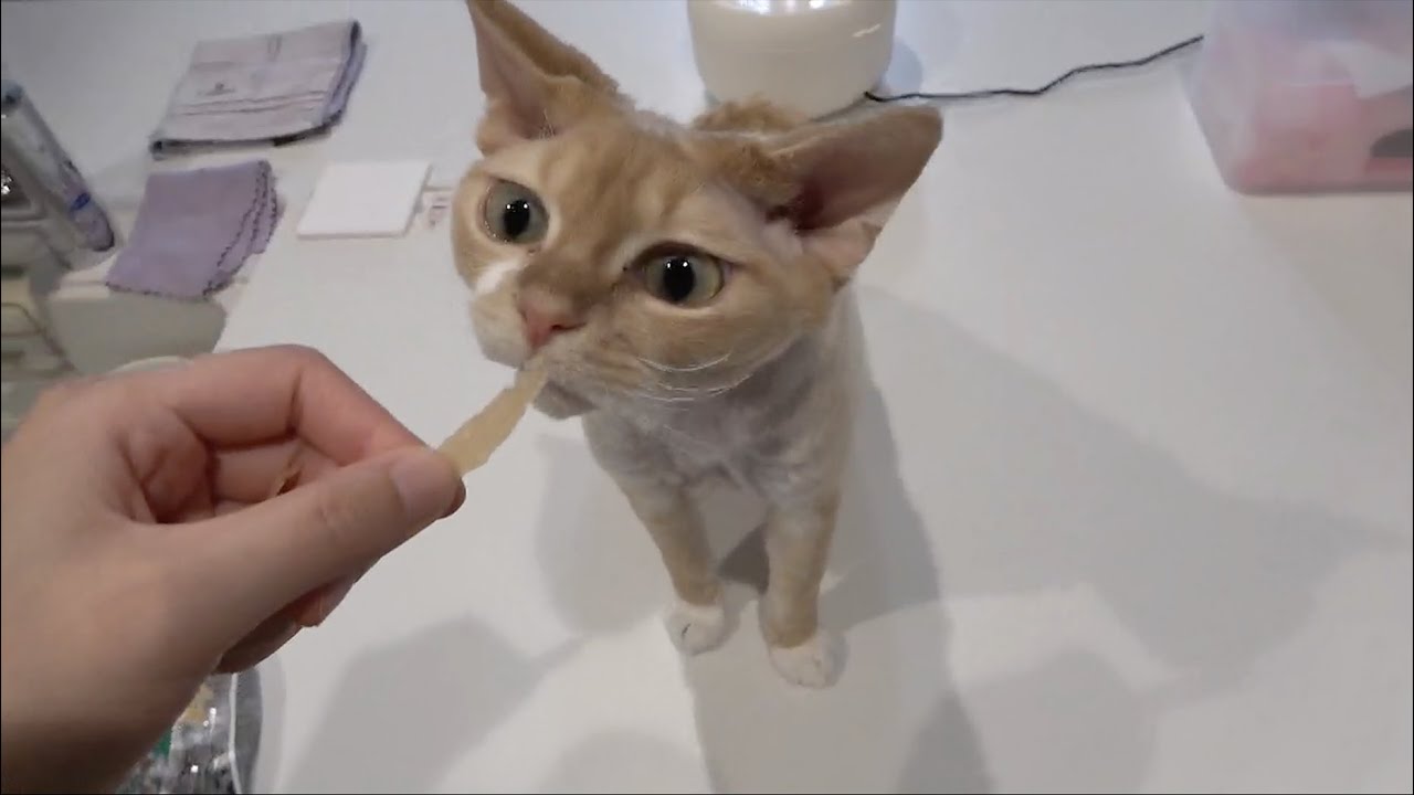 デンタルケアおやつを食べるデボンレックス猫(Devon Rex cat eating dental care snacks)
