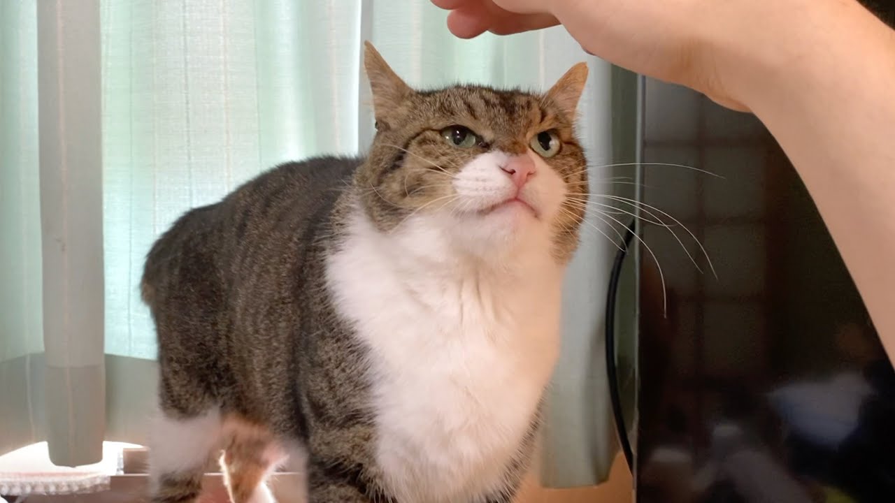 実家猫の頭を撫でようとした結果...