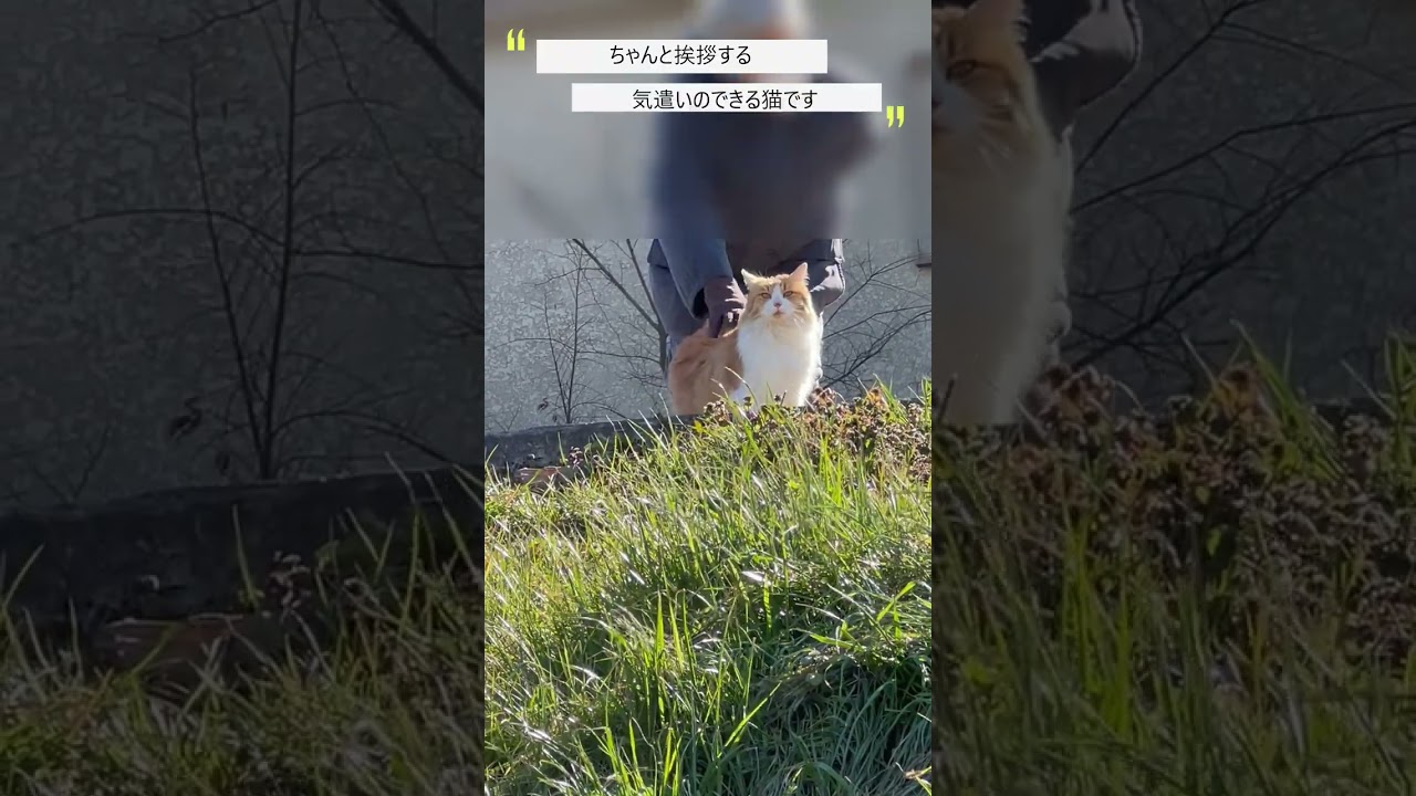 【地域猫】メインクーンは気遣いの猫で見かけた知り合いのおばあちゃんに挨拶して戻って来た【オリジナル曲】#shorts#cat#猫動画