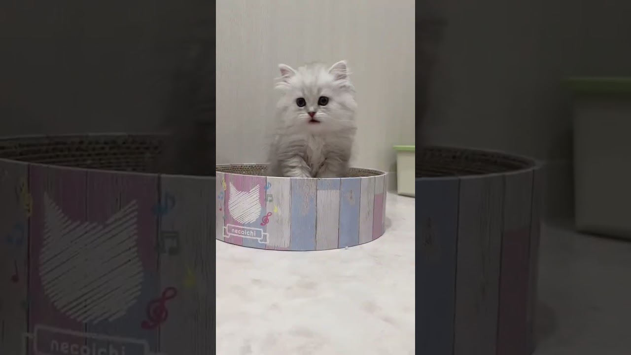 【長足ミヌエット子猫】もっふもふ垂れ目の女の子