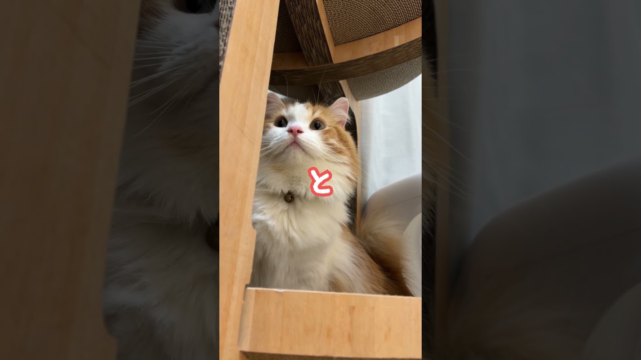 マンチカンお顔とおちり