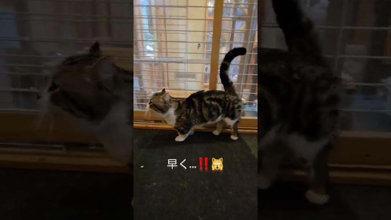 キンタロー⁉️😹キンカロー⁉️🐱いつき君です😻