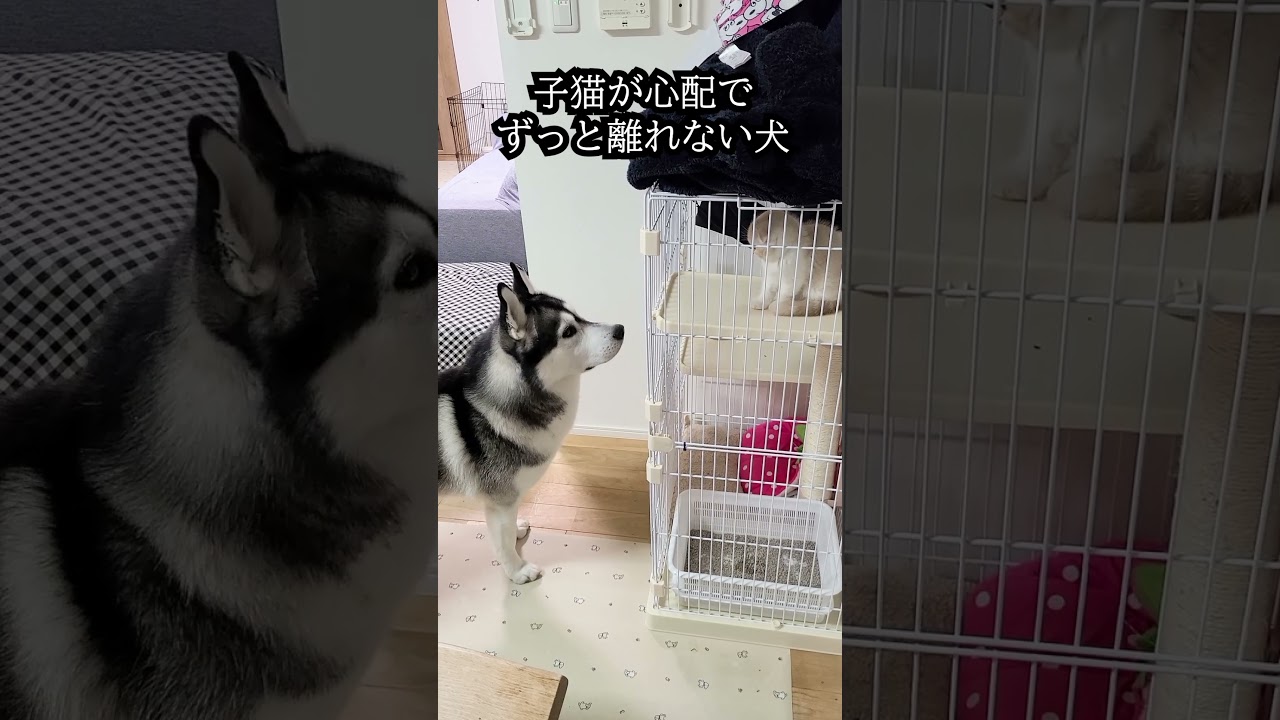 子猫が心配でそばを離れない犬に感動...#shorts