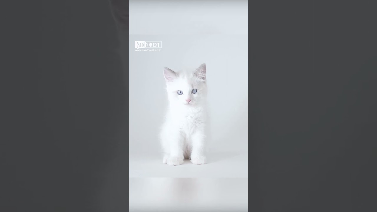 ふわふわラグドールの子猫 #shorts