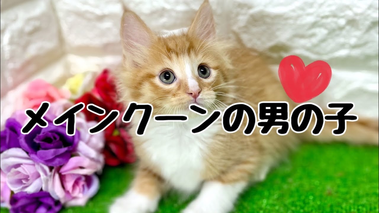 メインクーンの子猫　（和歌山）
