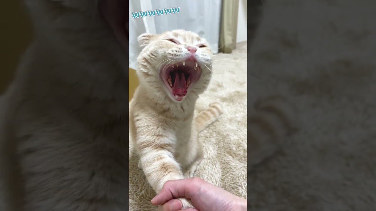 ご飯前のお手とタッチ【スコティッシュフォールド】#shorts #かわいい #子猫