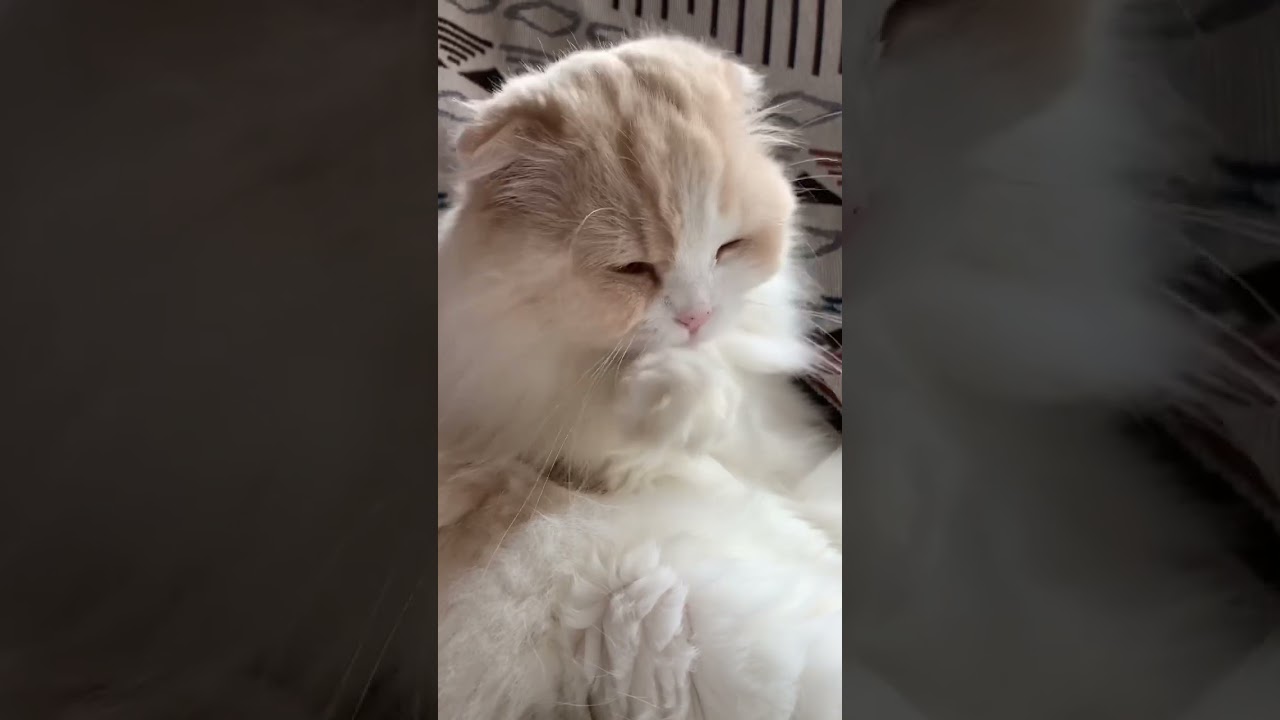 ぺろぺろが可愛すぎるスコティッシュフォールド もふもふ 折耳猫 長毛猫 猫癒し動画 猫カフェ気分 猫動画 @minamin.ch.2022