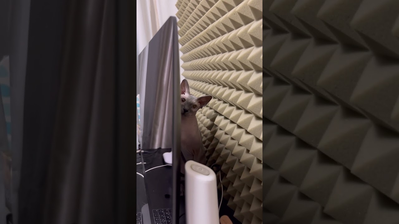 クラッキングしてくる毛のない猫が可愛すぎる【スフィンクス猫】