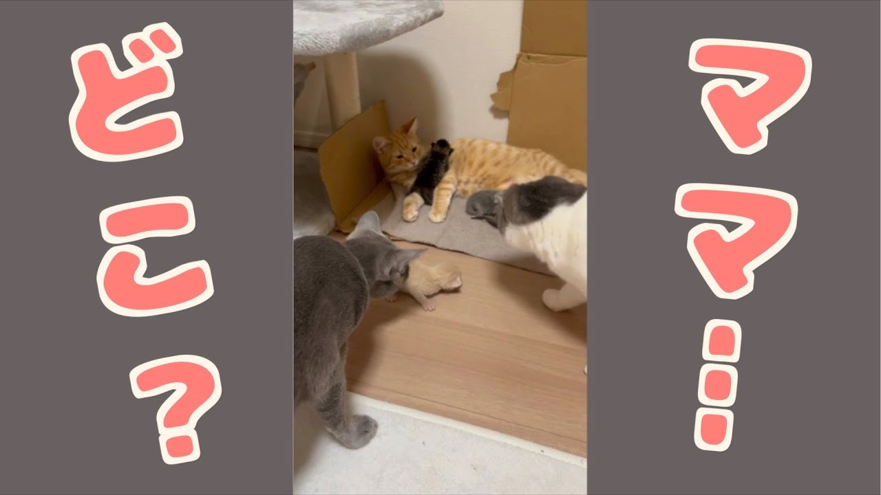 ひとりで泣いている子猫が心配で猫たちが駆けつけてきた #shorts