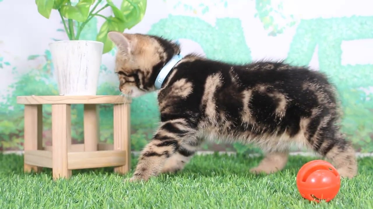 Coo&RIKU　No634400　アメリカンショートヘアー