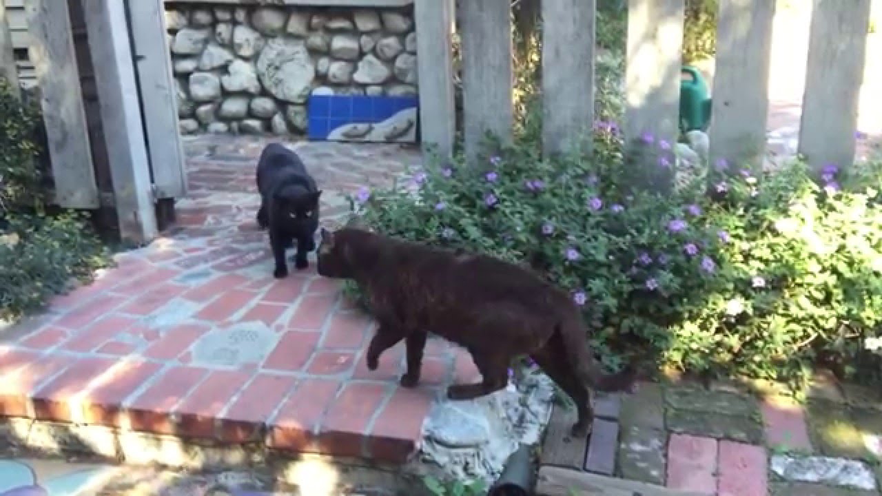 Cat rejection - or chase?