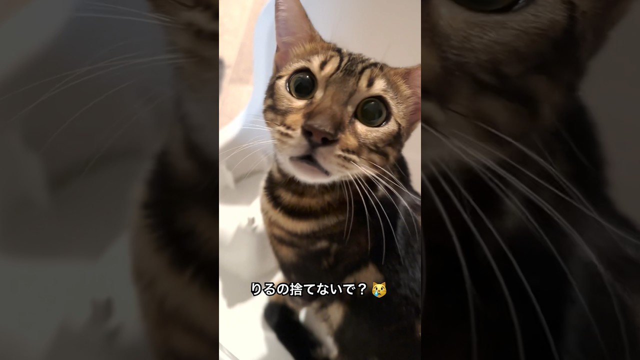トイレを丸ごと捨てられると思ってる子猫 #shorts #猫 #ベンガル