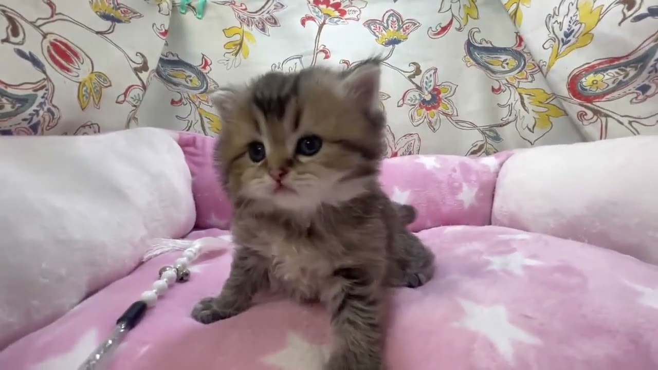 スコティッシュフォールド ✨モフモフでおまんじゅう顔のイケメンボーイ♪ ブラウンティックドタビー（ロングヘアー）