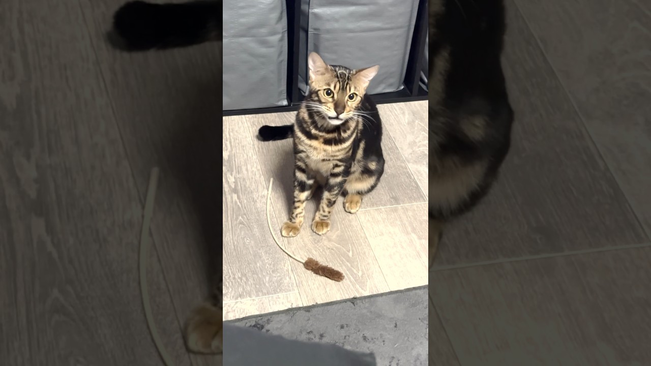 もうすぐ言葉話すよね？？【子猫】#shorts #cat #ベンガル