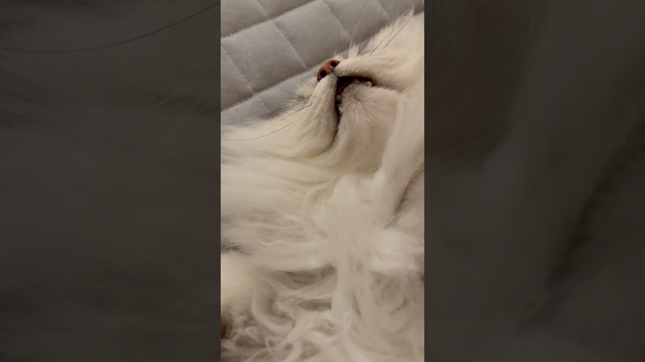 寝ている猫を撮影していたら寝起きドッキリみたいに‥ 【サイベリアン】 #Shorts