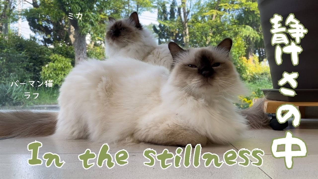 バーマン猫ラフ【静けさの中】In the stillness（バーマン猫）Birman/Cat