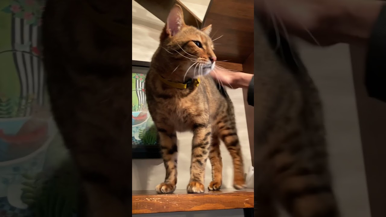 【猫】鳴き声が可愛すぎて笑えるw