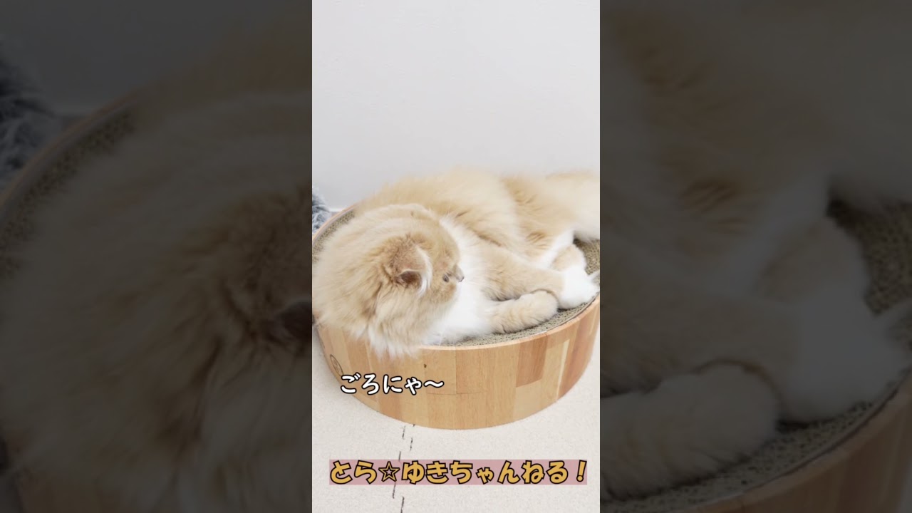 撫でるとムフー！となる子猫が可愛すぎる🐈【スコティッシュフォールド】