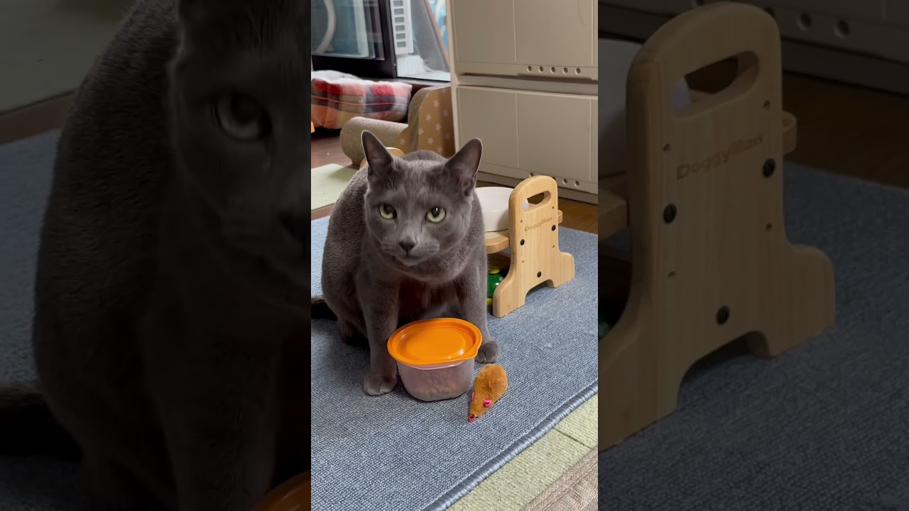 【ロシアンブルー】9歳めろん、今朝も元気です😊【猫】#shorts
