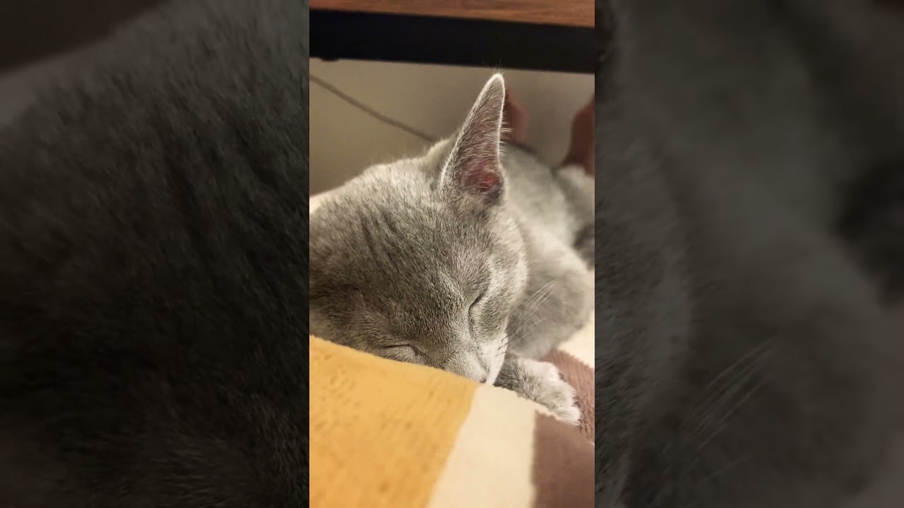 お眠り王子w #ねこ #猫 #子猫 #cat #マニマニマーニ#ロシアンブルー #russianblue#猫のいる暮らし #毎日投稿