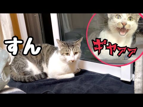 雷雨の日に庭で野良猫がたぬきに襲われ怯えていたので部屋に避難させました