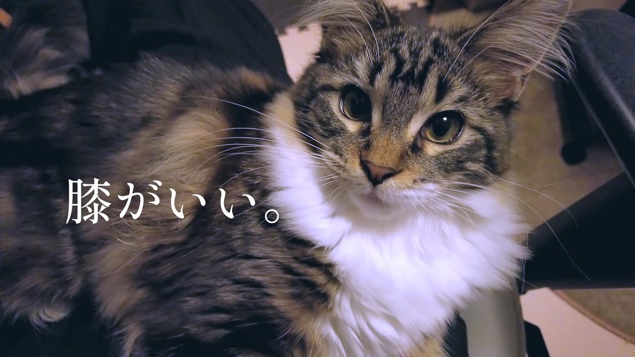 膝の上でくつろぐ猫【メインクーン】