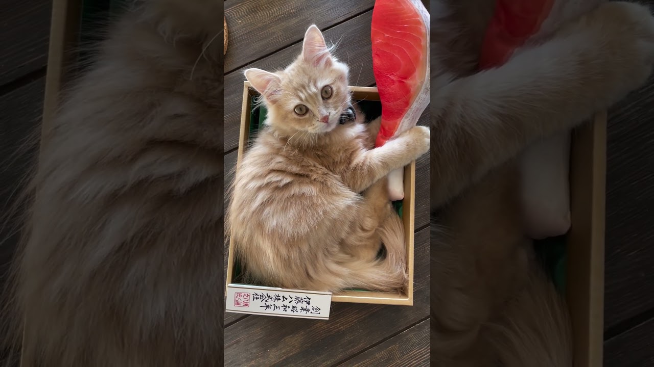 アイドル級に可愛い子猫 #サイベリアン #子猫 #cat #siberian #猫 #shorts