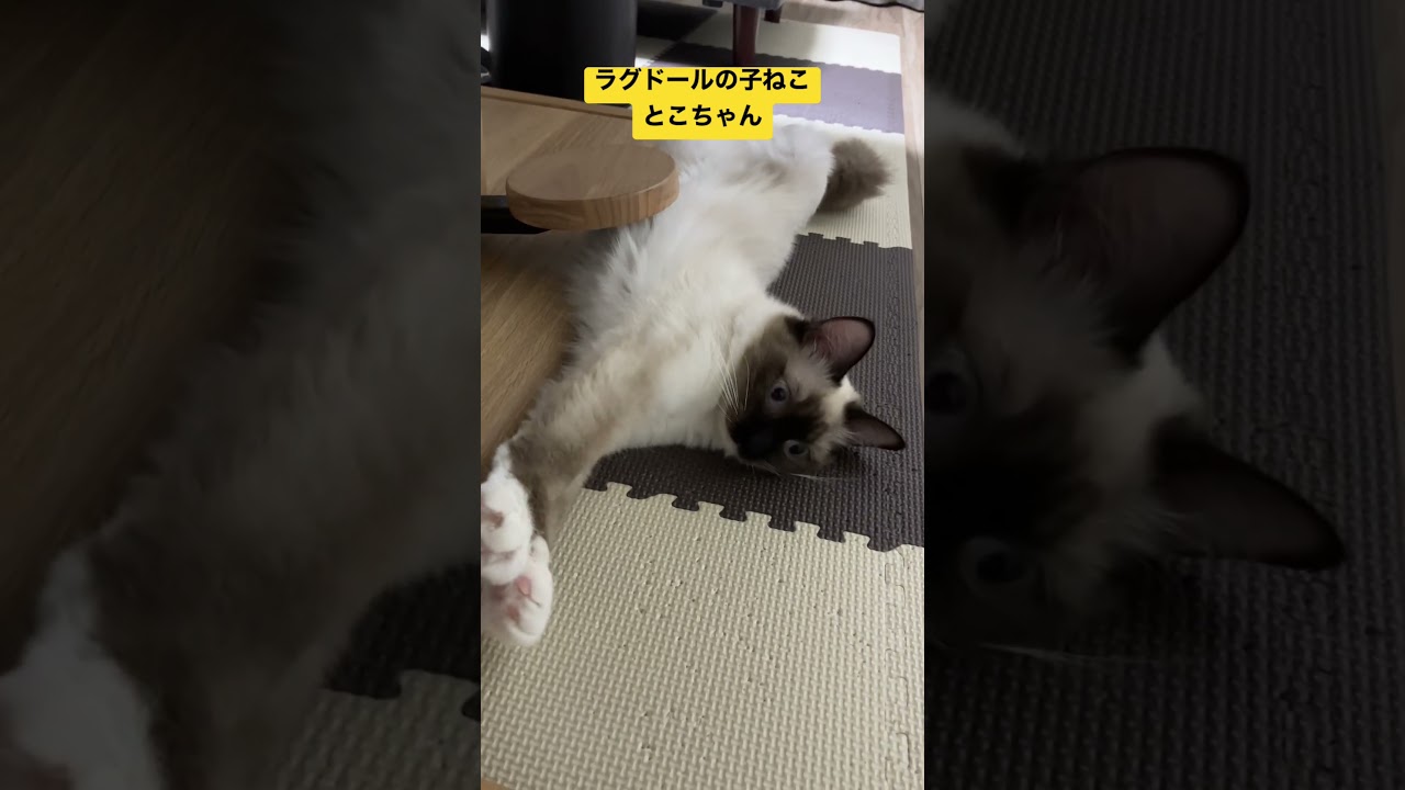 ラグドール子猫のとこちゃん #ショート #ねこのいる生活 #ragdoll  #shorts  #kitten