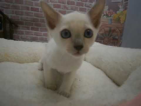 635221 トンキニーズ