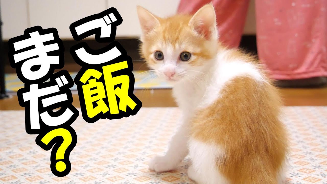 早くご飯が食べたい、ふたりボッチの子猫【赤ちゃん猫　保護猫】