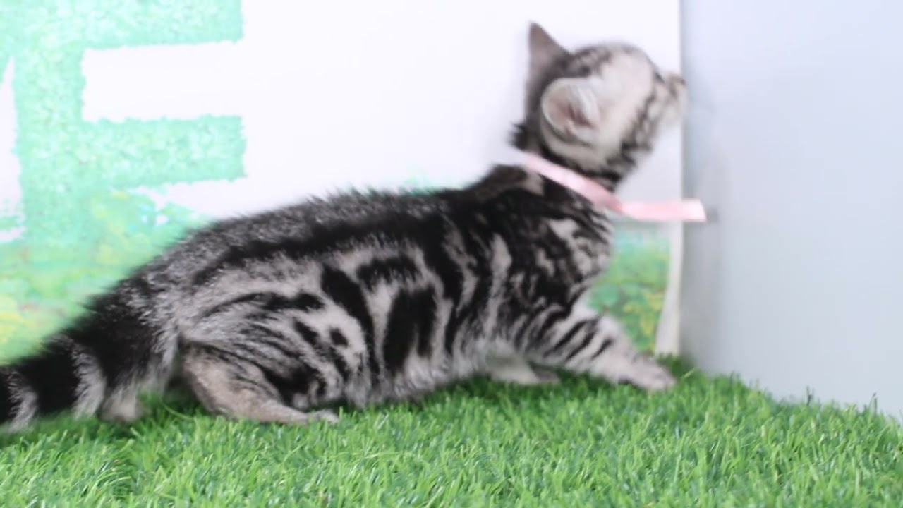 Coo&RIKU　No634401　アメリカンショートヘアー