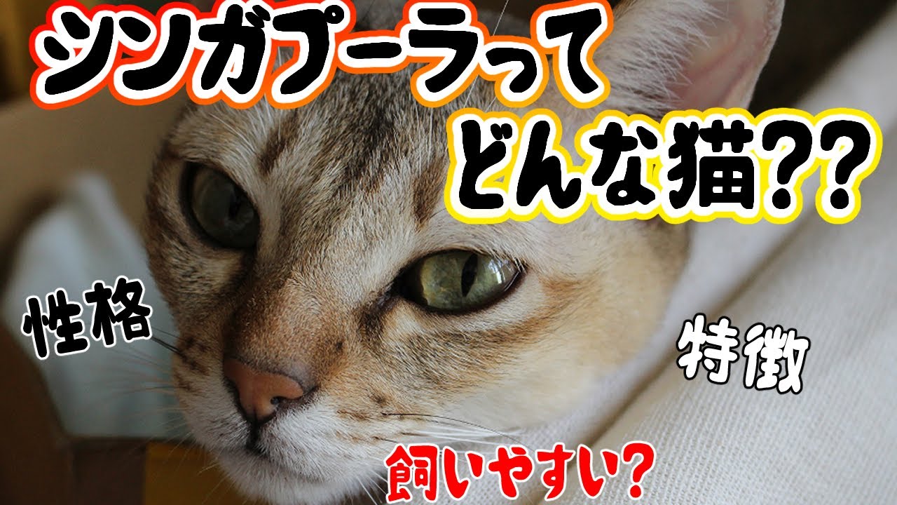 【シンガプーラってどんな猫？】初めてでも飼いやすい？性格や特徴は？世界最小の猫種/Singapura