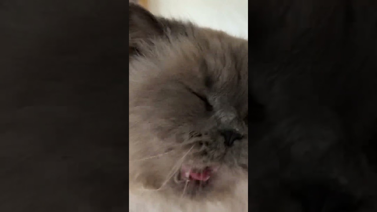 あくびをするヒマラヤン