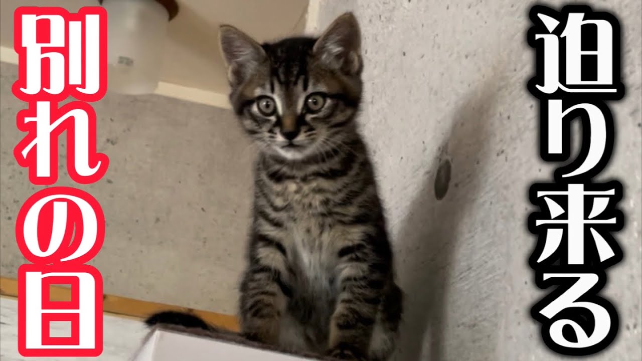子猫との別れの日が近い事を先住猫も理解している様です…